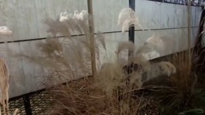 Мискантусы зимой