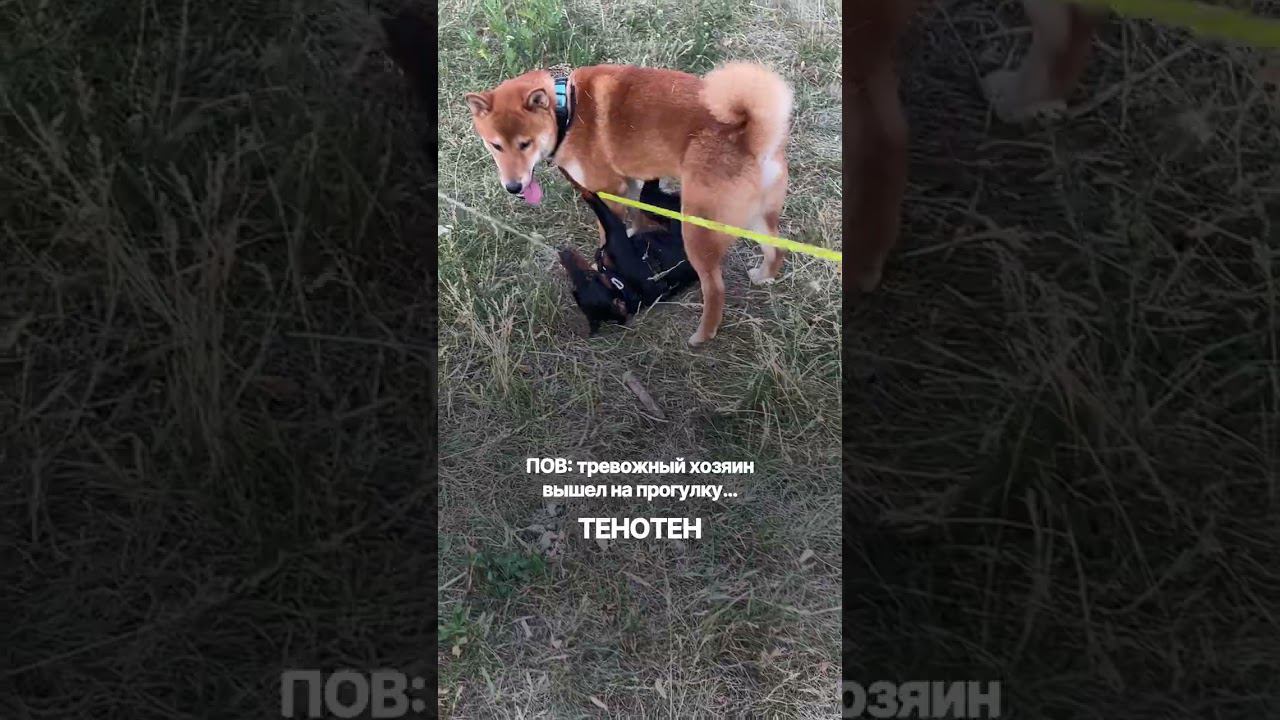 А, может быть, лучше попробовать GPS-трекер Petsee?   #питомцы  #gpsтрекер #собака #животные #выгул
