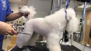 Той пудель груминг - стрижка собак ножницами и машинкой в азиатском стиле