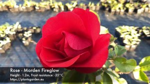 Rose - Morden Fireglow 4K