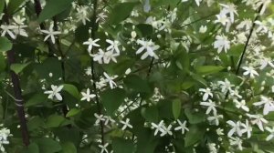 Самый пушистый клематис Белое облако! Clematis flammula