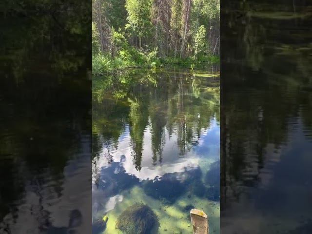 #родник #лето #зож #природа #север2024 смотреть онлайн