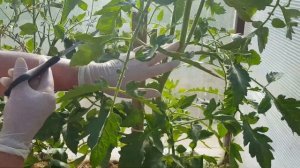 Как обрывать пасынки у помидор