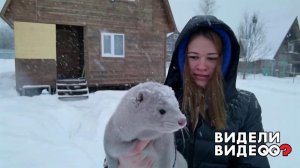 Норка измеряет глубину сугроба. Видели видео? Фрагмент выпуска от 18.04.2021