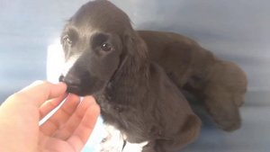 Мальчики Английские кокеры спаниели  2 месяца и 1 неделя