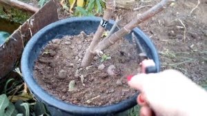 Обрезка инжира в кадках.