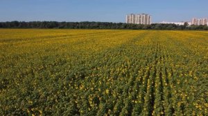 Подсолнухи.ГМР.Трилогия.Краснодар.