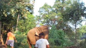 Слонах в Индии на острове Гоа