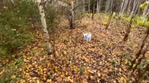 ЗОЛОТАЯ ОСЕНЬ  Сбор грибов в октябре