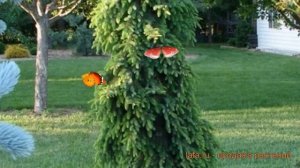 Ель сербская Пендула (picea omorica pendula bruns) ? Пендула обзор: как сажать, саженцы ели Пендула