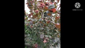 Фундук Сирена Опис