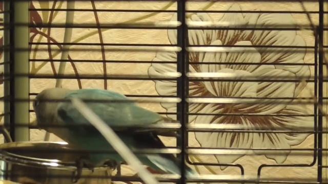 Карантин для попугая смотреть онлайн