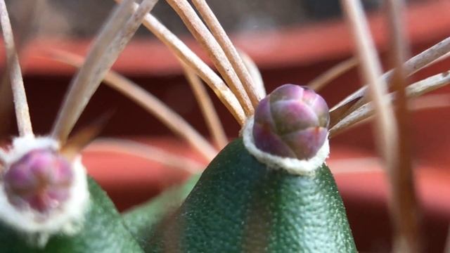Gymnocalycium damsii 仙人掌觀察 翠晃冠 смотреть онлайн