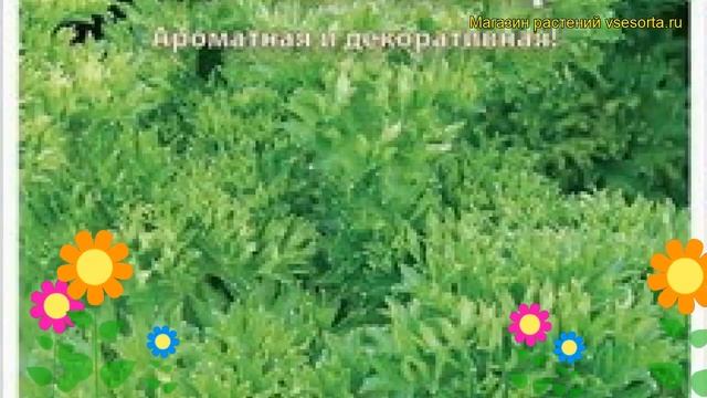 Петрушка листовая Кучерявец. Краткий обзор, описание характеристик, где купить семена petroselinum смотреть онлайн