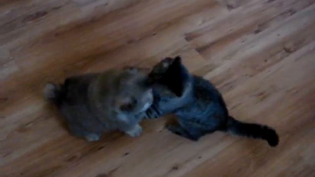 Чау-чау не только против кота но и меньше него смотреть онлайн