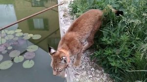 Охота на "уток". Восточно сибирская рысь Василиса