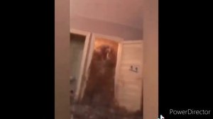 Унитаз взорвался! (мемный тупица)