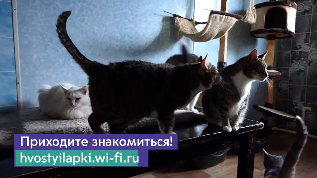 Хвосты и лапки. Кошки смотреть онлайн