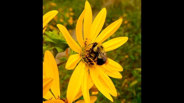 Nikon Coolpix AW110 Test Video смотреть онлайн