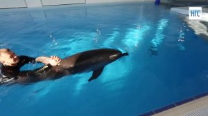 Плавание с дельфинами в Центре "Дельфиния", 15.02.2017