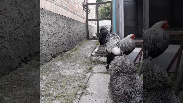 Куры брама темная,май2020 смотреть онлайн