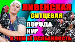 ЛИВЕНСКАЯ СИТЦЕВАЯ порода кур. В чем её особенность.