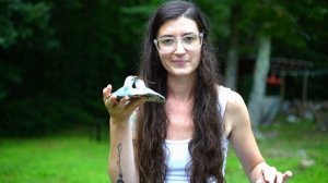 Lactarius Indigo - Blue Milk Cap