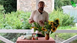 18 - ОГУРЦЫ ОЖИВУТ, ЗАЗЕЛЕНЕЮТ и БУДУТ ДАВАТЬ УРОЖАЙ БЕЗ ОСТАНОВКИ! Лечение огурца от болезней