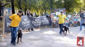 Малыши доберманы на монопородной выставке.wmv