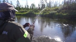 Таймень клюет на мышь  "Маруся"