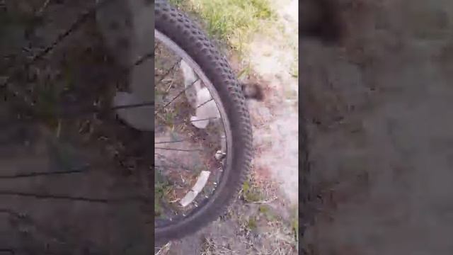 Соседский кот у нас во дворе смотреть онлайн