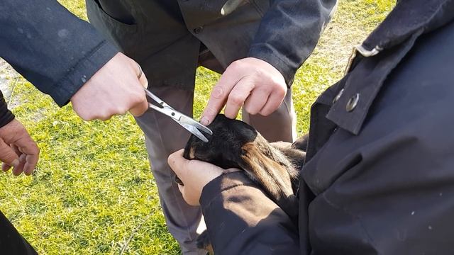 Круговорот ягнят в природе . В один день одна родила, а вторая зачала . Обезроживание козлят . смотреть онлайн