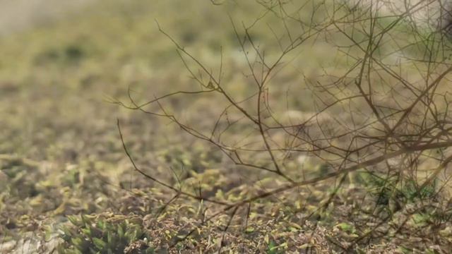 sonnet 5 // william shakespeare смотреть онлайн