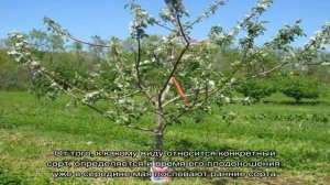С нетерпением ждем первого урожая — когда клубника начинает плодоносить после посадки