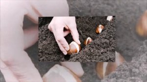 Как и когда сажать тюльпаны осенью ?