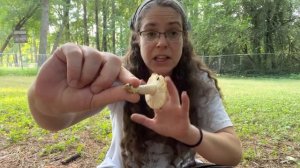 ID tactics for cap-and-stem mushrooms + How to ID gilled boletes, Phylloporus leucomycelinus