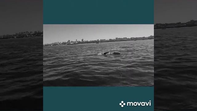 22км  о.Проран  г.Самара Командный заплыв.