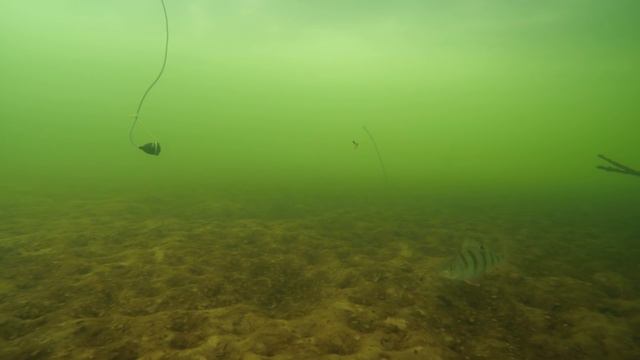 Капризный окунь (подводное видео) смотреть онлайн