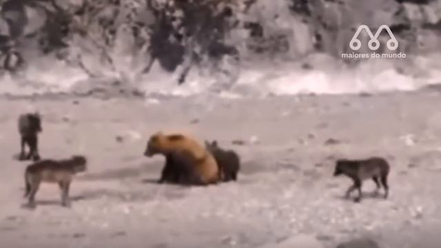 OS LOBOS NÃO SABIAM QUE A MÃE URSO IRIA FAZER ISSO смотреть онлайн
