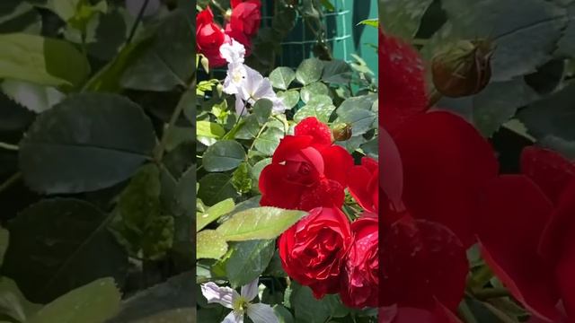 Флорентина, моя любофффф🌺✨🌺✨🌺