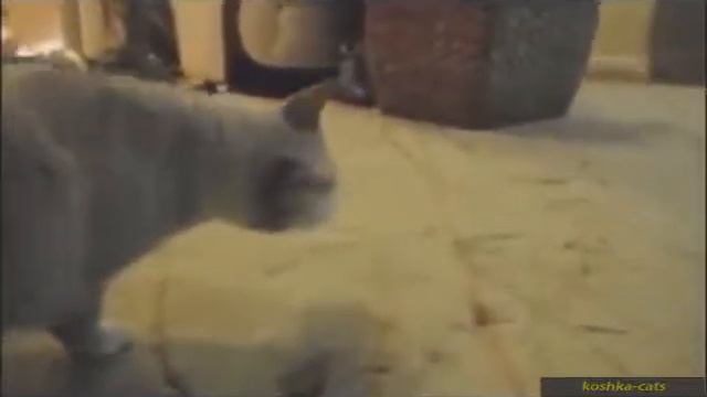 Видео приколы про кошек!Веселые любознательные кошки!