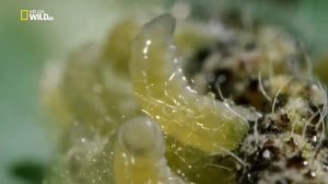 Дикие джунгли BBC