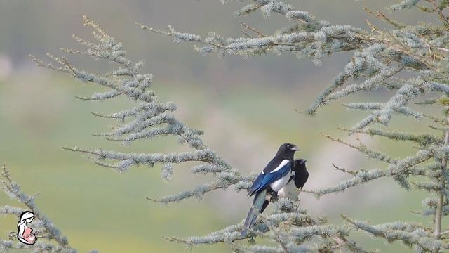 ♫ Музыка в ночное время для беременных ❤ Расслабляющая успокаивающая музыка для беременных ♫