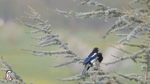 ♫ Музыка в ночное время для беременных ❤ Расслабляющая успокаивающая музыка для беременных ♫