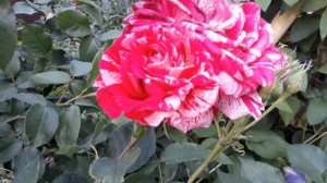 ❗Мучнистая роса- коварное заболевание роз