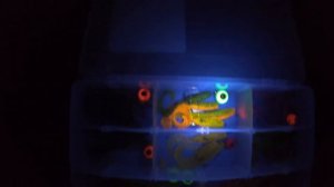 83 Блек стар  Xseta на зимней Москва реке . ловля на кастомный силикон !!!!