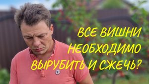 как получить урожай вишни в Москве, схема обработок!!! вишня без монилиоза это реальность!