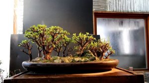 Pruning My Portulacaria afra Bonsai Forest, March 2019