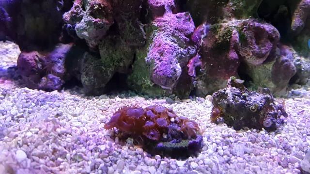 Распаковка-обзор светодиодного светильника для аквариума Mini-f6 смотреть онлайн