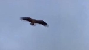 Перуанская флейта. Послушайте, как это красиво